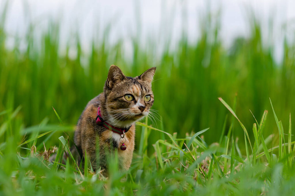 Домашня кішка дивиться і фокусується на чомусь із фоном на зеленому полі
. - Фото, зображення
