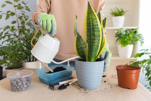 A florist girl in gloves on a table transplants a sansevieria futura superba flower at home. Watering the flower after transplanting. home garden concept. - Φωτογραφία, εικόνα