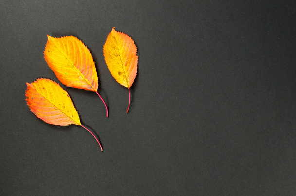 Shiny autumn leaves - Zdjęcie, obraz