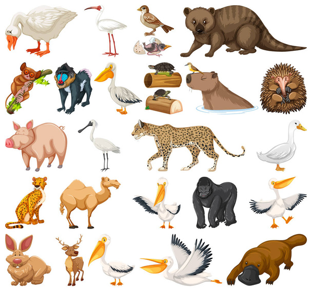 Διάφορα είδη ζώων εικονογράφηση συλλογή - Διάνυσμα, εικόνα