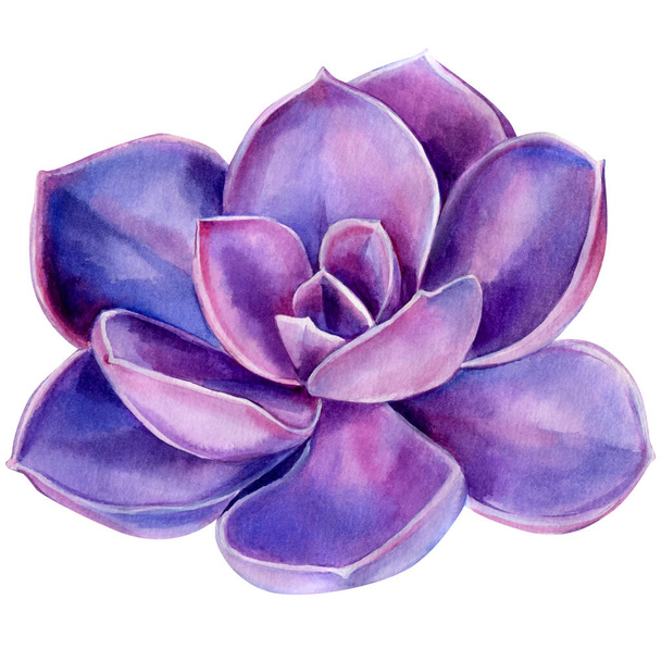 Violet succulent, watercolor illustration, botanical painting - Фото, изображение