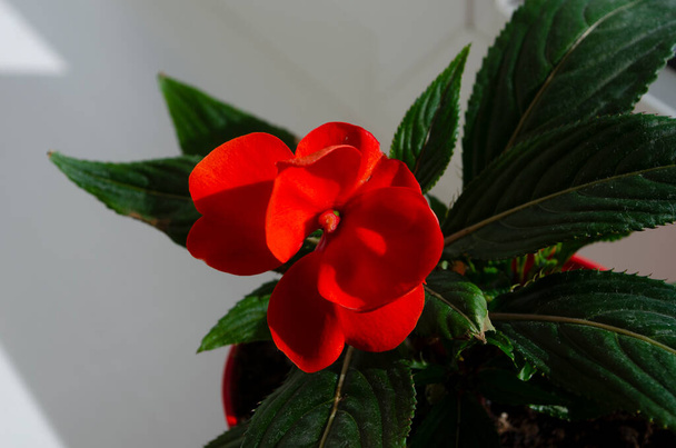 Impatiens walleriana. Red impatiens flower blossom. Macro, close up. - Photo, Image