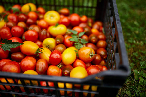 Verschiedene Arten von selbst angebauten Tomaten, Sortiment von Tomaten, örtlicher Bauernmarkt, Frisches Gemüse, Frische Ernte von roten, gelben und orangen Tomaten. Ansicht von oben. - Foto, Bild