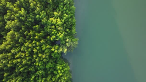 マングローブ林の空中上からの眺め、木々の上を飛ぶドローン - 映像、動画