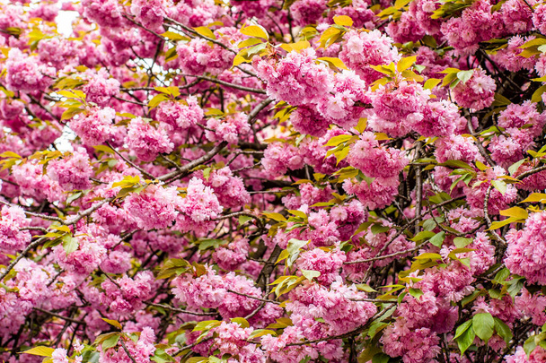 sakura. Pink spring flowering background. Sakura blossoms in Japan on a calf spring day. spring flowering background.	 - Photo, Image