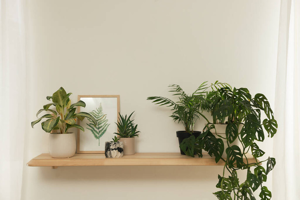 Beautiful green houseplants and picture on wooden shelf indoors. Interior design - Фото, изображение