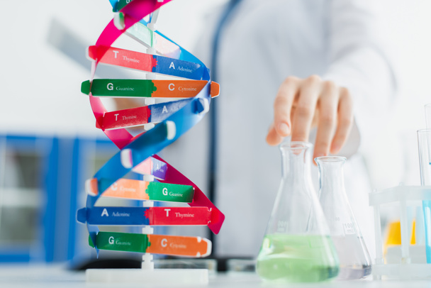 DNA modelinin seçici odağı ve bulanık arka planda kırpılmış genetikçinin yanındaki mataralar - Fotoğraf, Görsel