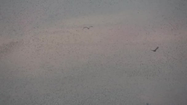 El rebaño de estorninos baila en el cielo otoñal de Roma, formando formas abstractas - Metraje, vídeo