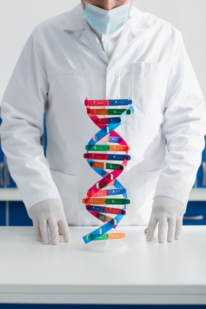 DNAモデルの近くの白衣や医療用マスクやラテックス手袋の遺伝学者のクロップドビュー - 写真・画像