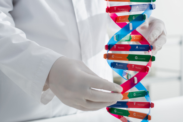 modelo de ADN cerca de genetista recortado en guantes de látex - Foto, Imagen