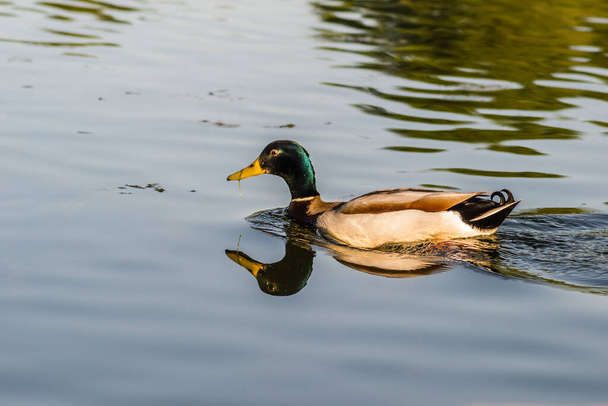 Wild ducks in their natural environment .Wild duck in the water along the bank of the canal. - Foto, imagen