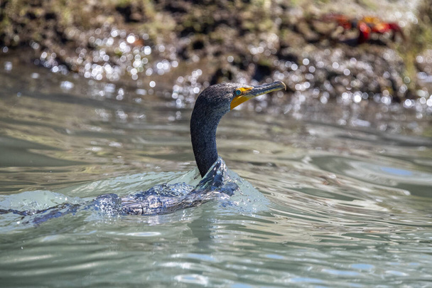 pływanie kormoranów w szczegółach morza cortez - Zdjęcie, obraz