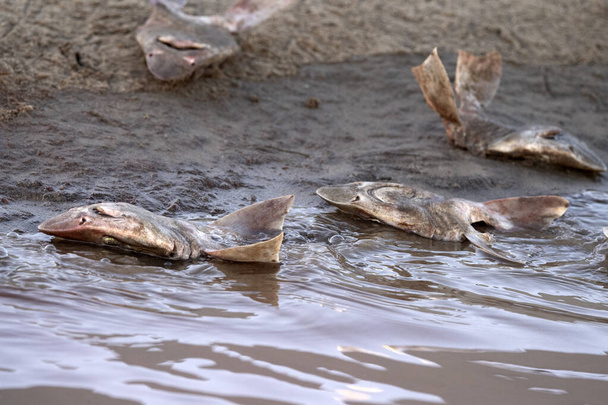 beaucoup de têtes de requins morts sur la plage après le aileron - Photo, image