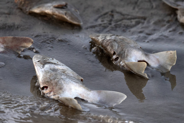 molte teste di squalo morto sulla spiaggia dopo l'alettatura - Foto, immagini
