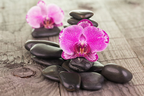 Orquídeas de traça de fúcsia e pedras pretas no convés resistido
 - Foto, Imagem