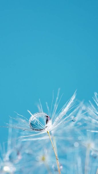 Macro nature abstract background. Beautiful dew drops on dandelion seed macro. soft background. - Foto, Bild