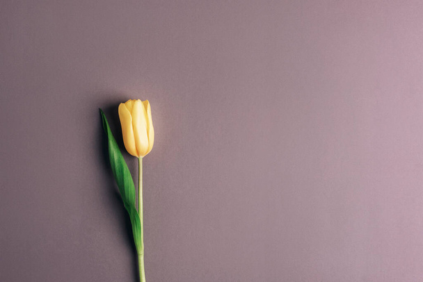 Egyetlen sárga tulipán szürke háttérrel, szöveges szöveggel. Üdvözlőlap. Minimális összetétel. - Fotó, kép