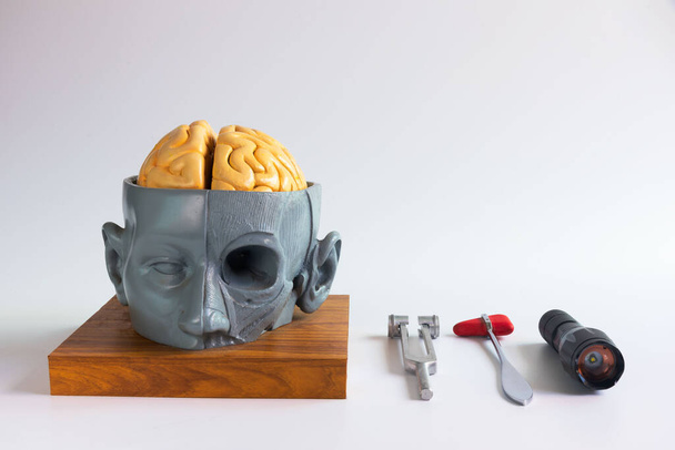 Vista frontale del modello di cervello umano artificiale, martello reflex, diapason e torcia su sfondo bianco. - Foto, immagini