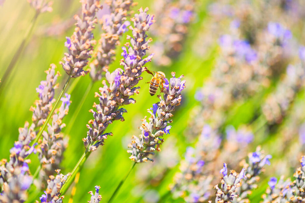 紫色のラベンダーの花に座って蜂。選択的焦点 - 写真・画像