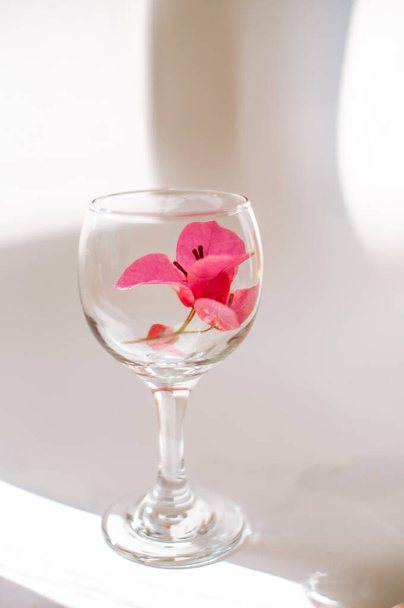 Pink flower in a transparent glass as a symbol of tenderness, spring in the rays of the sun - Photo, Image