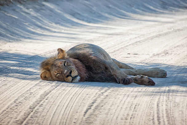 Черногривый Калахари Лев отдыхает на грунтовой дорожке после кормления. - Фото, изображение