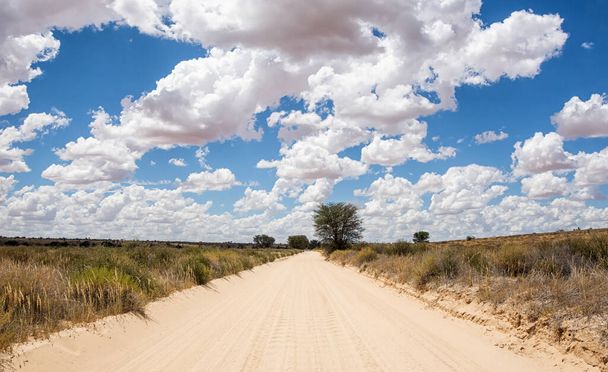 A sunny day in the Kgalagadi, South Africa - Photo, Image