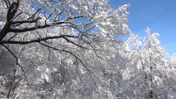 Bellissimo paesaggio di alberi ricoperti di neve e cielo azzurro. Orario invernale.  - Filmati, video