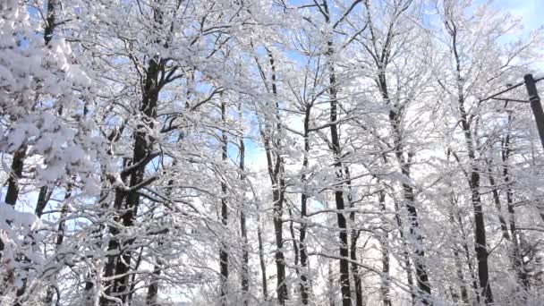 Hermoso paisaje de árboles cubiertos de nieve y cielo azul. Tiempo de invierno.  - Imágenes, Vídeo