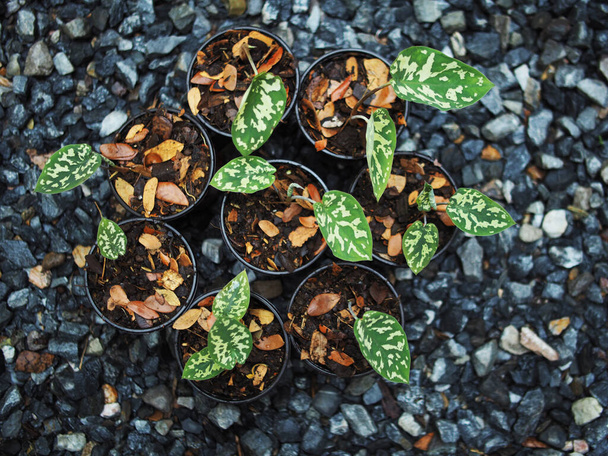 Caladium bicolor hilo Schönheit im Topf 4 inc verigated Pflanze  - Foto, Bild