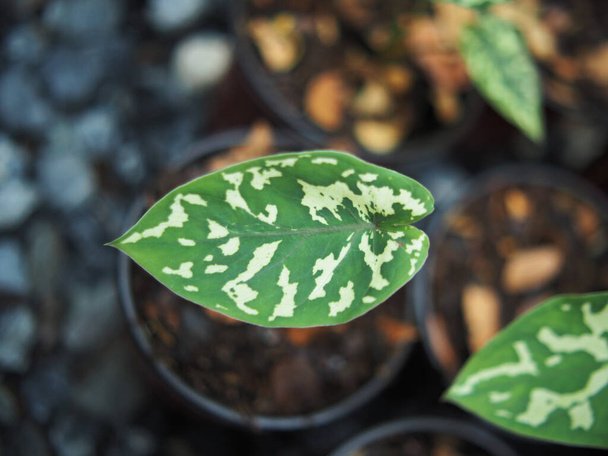 caladium bicolor hilo schoonheid in pot 4 incl. verigated plant  - Foto, afbeelding