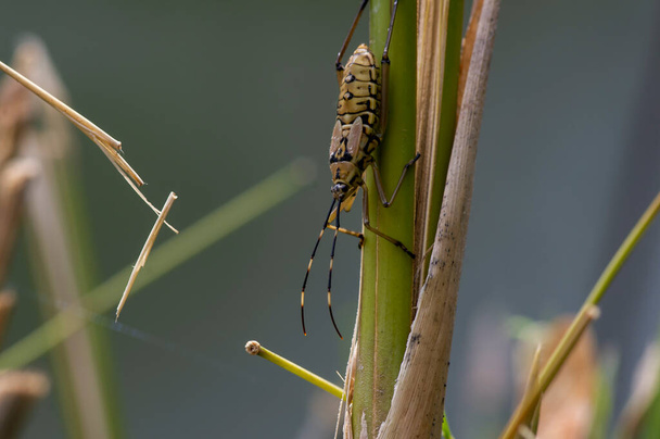 A brown beetle on bamboo plant, shallow focus - Photo, Image