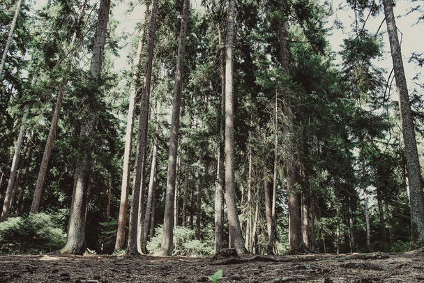 Zielony las iglasty z widokiem na wieś i góry. Krajobraz letni. - Zdjęcie, obraz