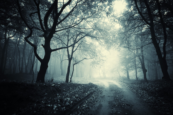 Droga w ciemny Las nawiedzony z tajemnicza mgła - Zdjęcie, obraz