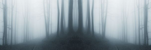 ハロウィーンの霧と現実的な森林 - 写真・画像