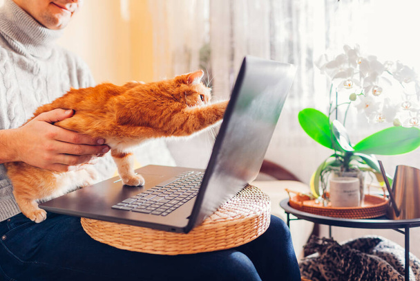 Człowiek pracujący online z domu ze zwierzętami domowymi za pomocą laptopa. Imbirowy kot dotykający ekran z łapą bawiący się obrazem na komputerze. - Zdjęcie, obraz