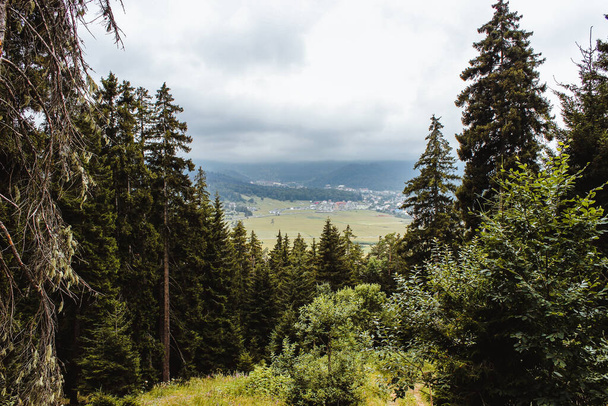 Green coniferous forest overlooking the village and mountains. Summer landscape. - Photo, Image