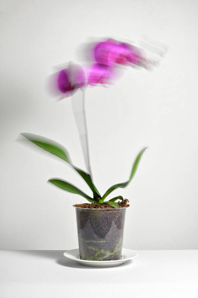 Abstract Long exposure movement of Phalaenopsis Orchid in Grower Pot - Photo, Image