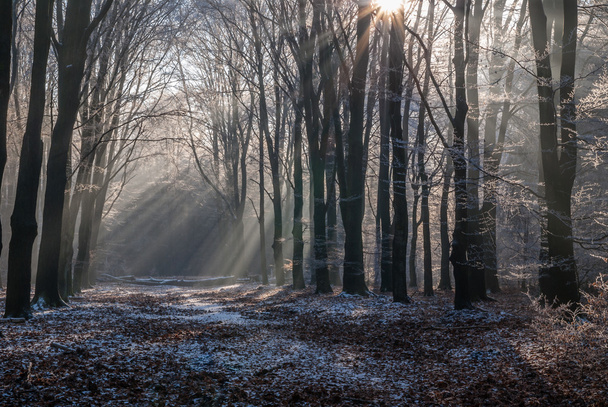 氷 morningsun を通じて、フェルウェ国立公園の葉 - 写真・画像