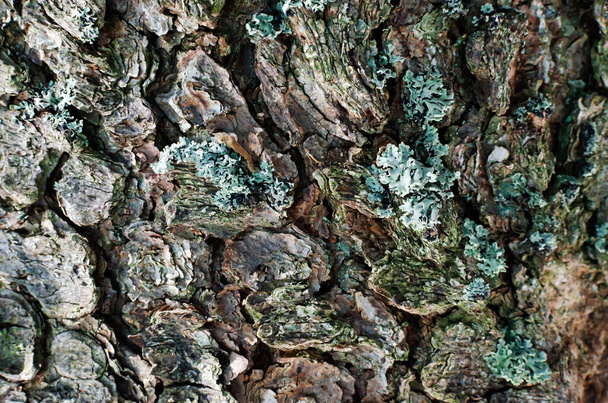 Bark of an old tree with Icelandic moss. Grows high in the mountains. Alternative medicine. natural antibiotic. Close-up. Horizontal orientation. - Foto, imagen