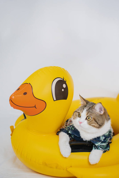 Сонгкран и концепция летнего сезона со шотландским котом в летней одежде и солнцезащитных очках и играть на утячьем резиновом кольце - Фото, изображение