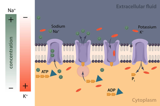 Proces karyokinezy (lub mitozy) dzieli się na pięć etapów: profaza, prometafaza, metafaza, anafaza i telofaza.. - Wektor, obraz
