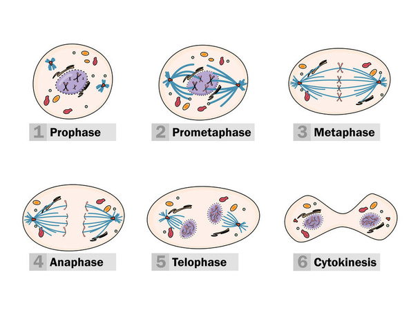 A karyokinesis (vagy mitózis) folyamata öt szakaszra oszlik: profázis, prometafázis, metafázis, anafázis és telofázis.. - Vektor, kép