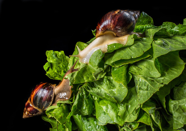 Giant African land snail (Achatina fulica) eating salad, isolated on a black background - Zdjęcie, obraz