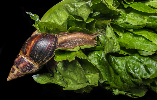 Giant African land snail (Achatina fulica) eating salad, isolated on a black background - Photo, image