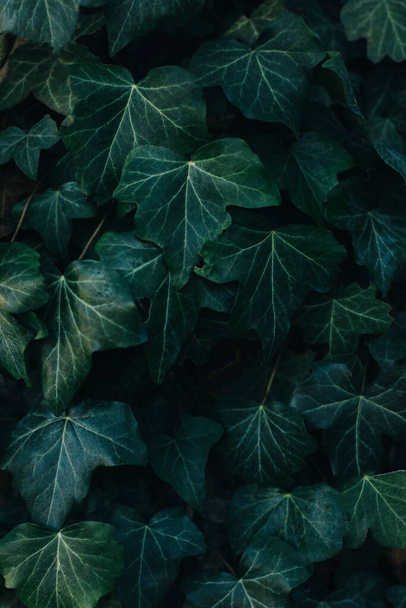 Φρέσκα πράσινα φύλλα κισσού σε σκούρο φόντο. Επιλεκτική εστίαση. - Φωτογραφία, εικόνα