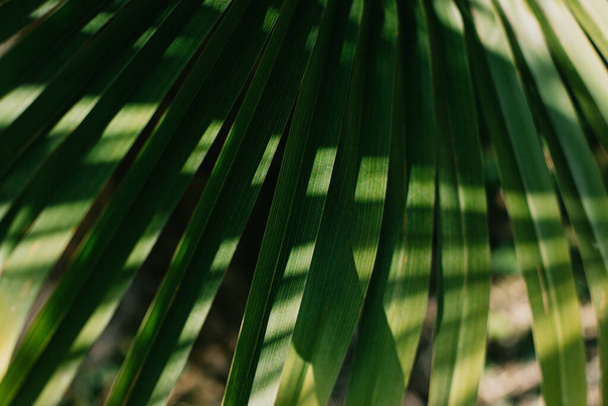 Blurred palm leaves in a sunlight. Summer background. Selective focus. - Фото, изображение