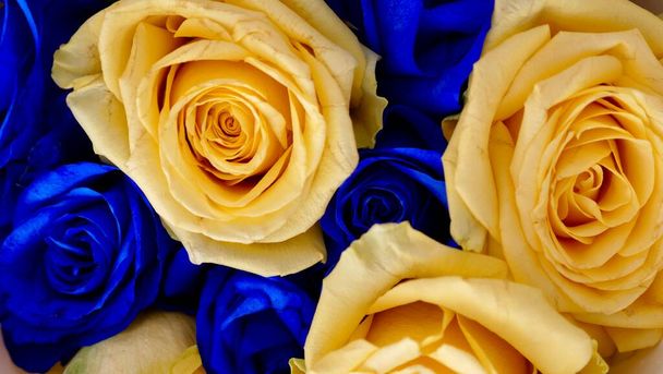 Yellow blue rose flowers Close-up - Photo, Image