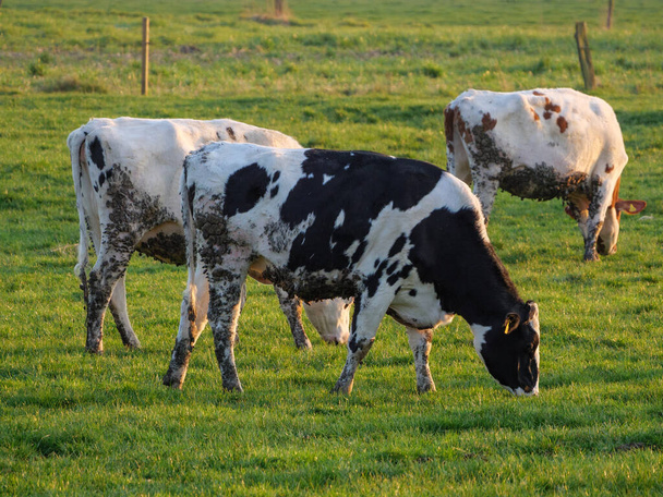 cows on a meadow in westphalia - Foto, Imagen