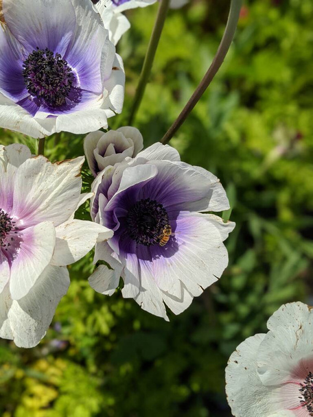 Бело-фиолетовый цветок анекоронарии с медовой пчелой внутри. Белый анемон мака близко.. - Фото, изображение