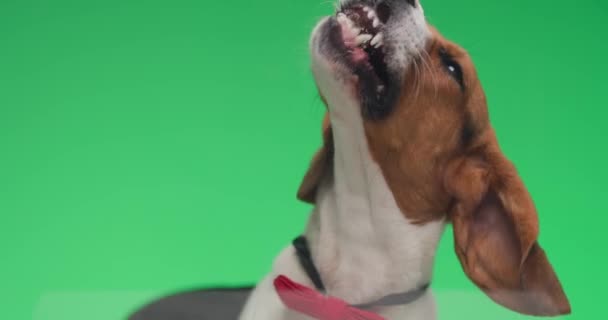 Eleganter kleiner Beagle-Welpe mit roter Fliege als Gentleman, herausstreckender Zunge und leckendem Plexiglas auf grünem Hintergrund - Filmmaterial, Video